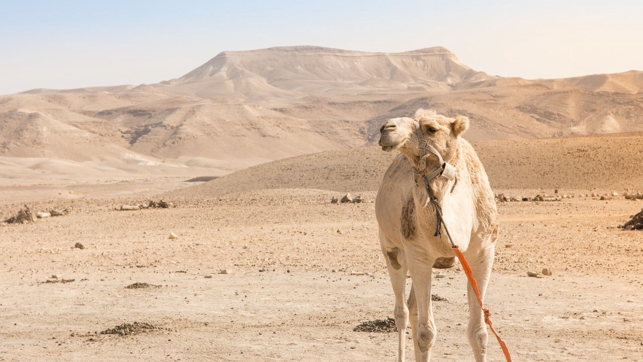 Photo of Others in Mahane Zofar