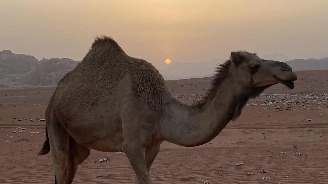 Photo of Outdoor in Wadi Rum