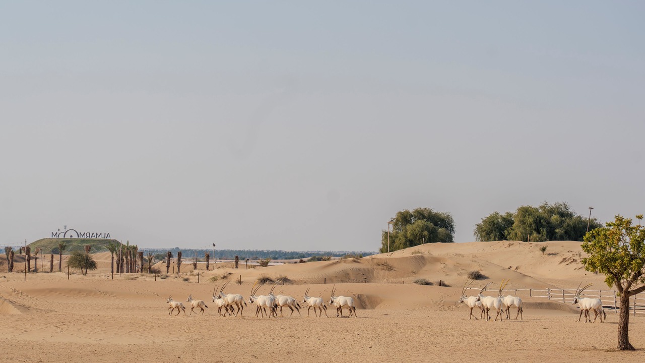 Photo of Others in Dubai