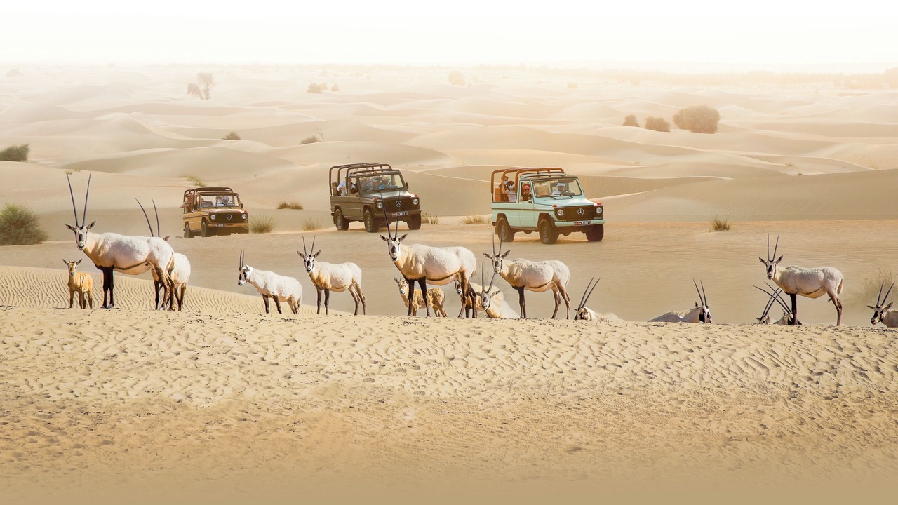 Photo of Others in Dubai