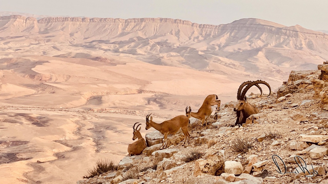 Photo of Outdoor in Mahane Zofar