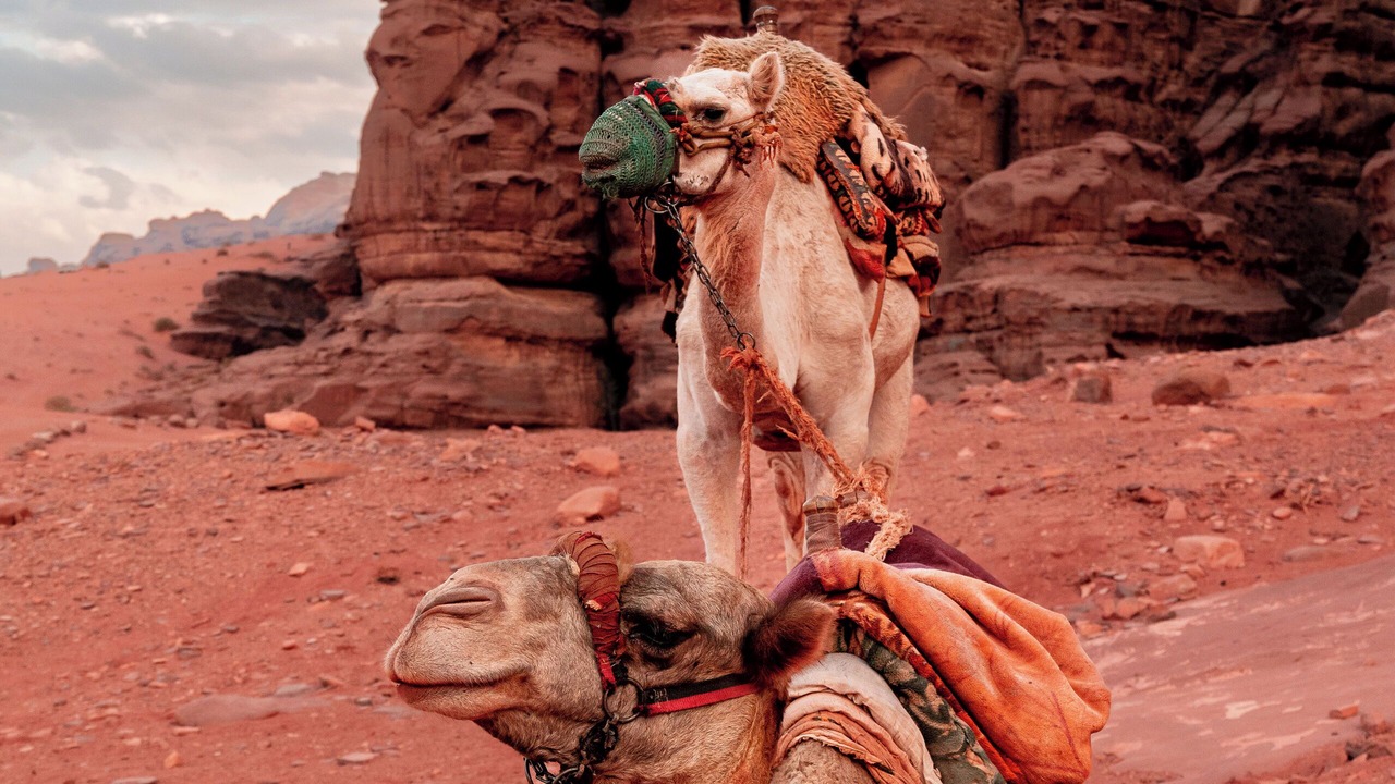 Photo of Others in Wadi Rum