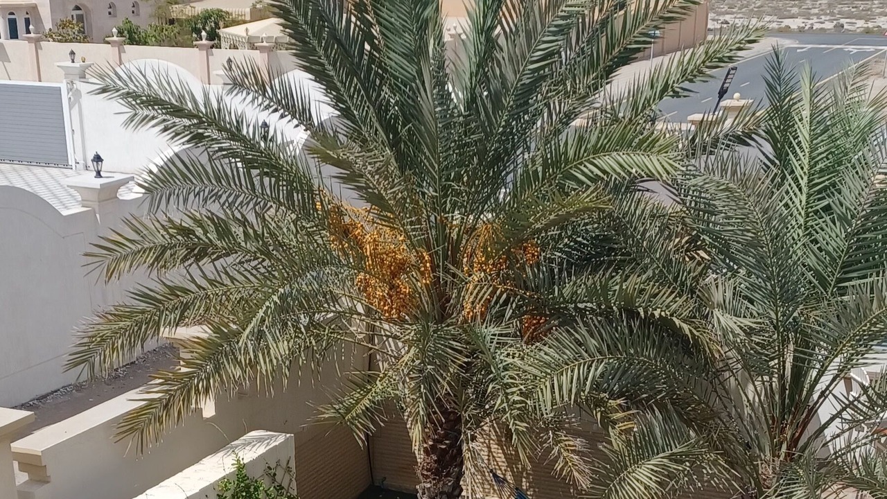 Photo of Outdoor in Al Jazirat Al Hamra