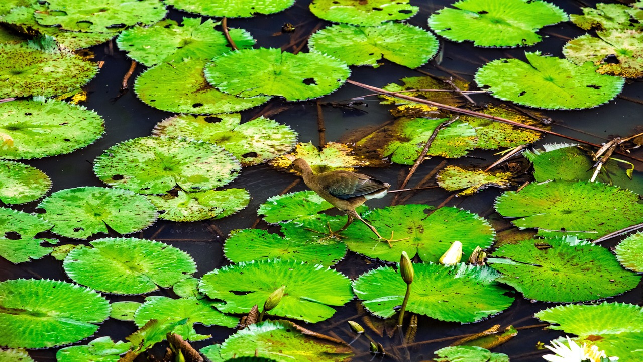 Photo of Outdoor in Carara