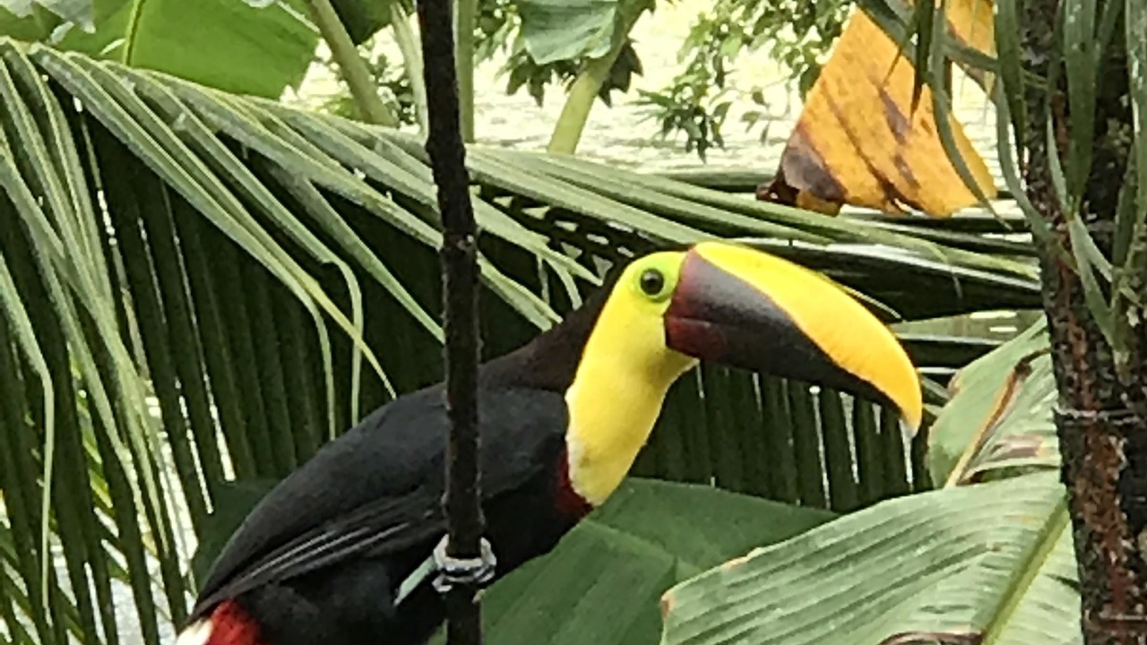 Photo of Outdoor in Cahuita