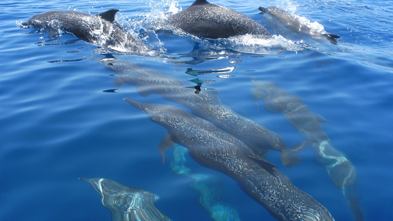 Photo of Others in Drake Bay