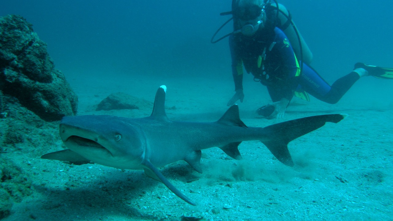 Photo of Others in Drake Bay