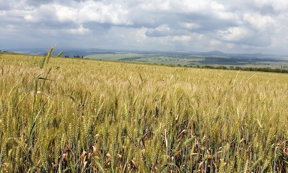 Photo of Outdoor in Katzrin