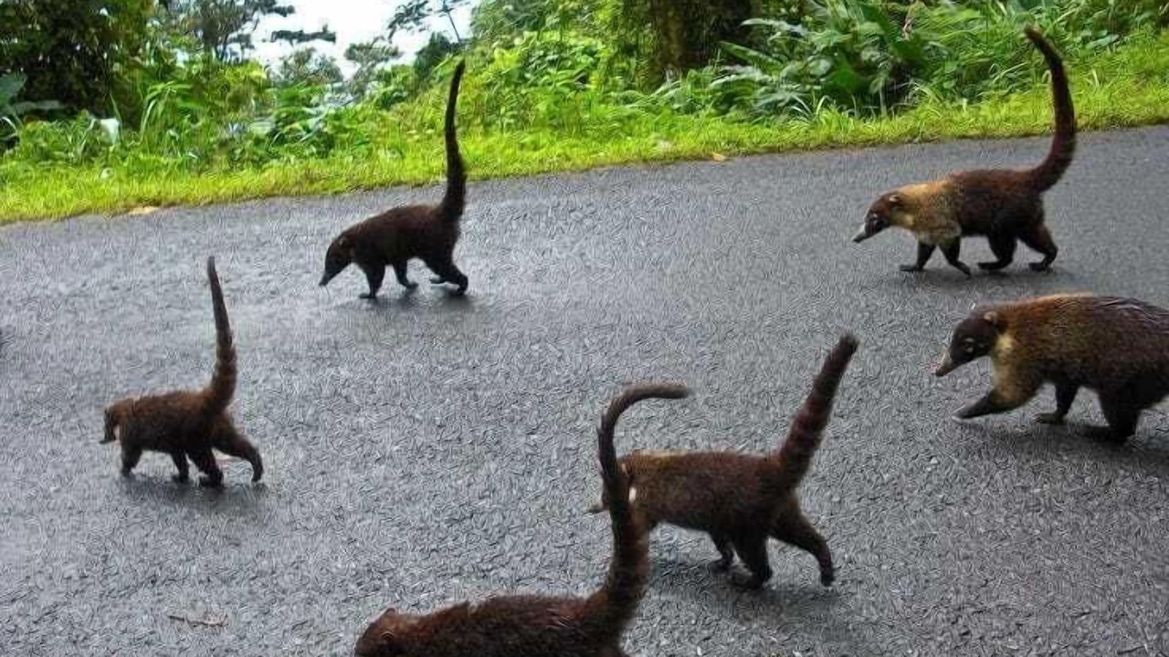 Photo of Outdoor in Puerto Jimenez