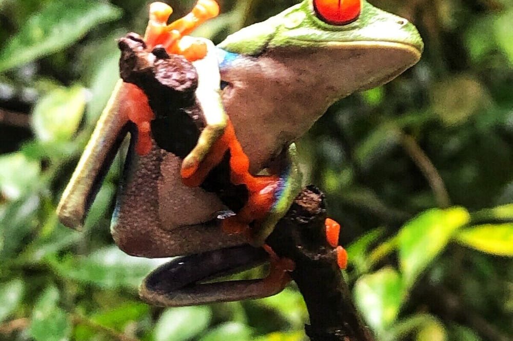 Photo of Others in Coco