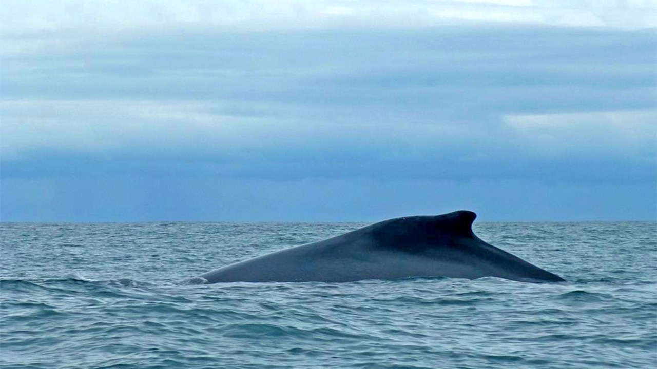 Photo of Others in Ballena