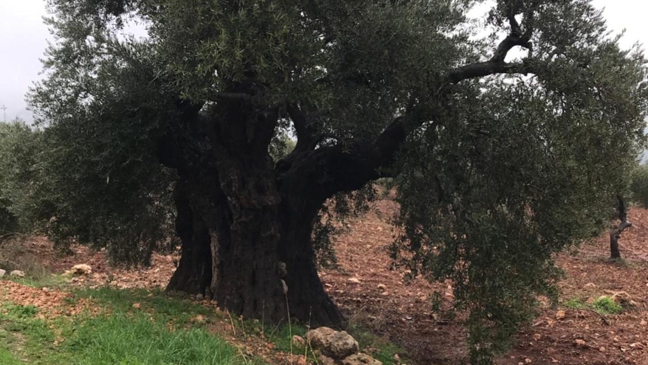 Photo of Outdoor in Ajloun