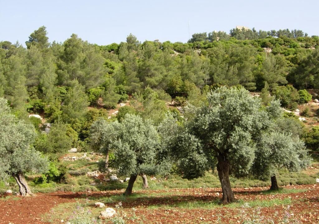 Photo of Bedroom in Ajloun