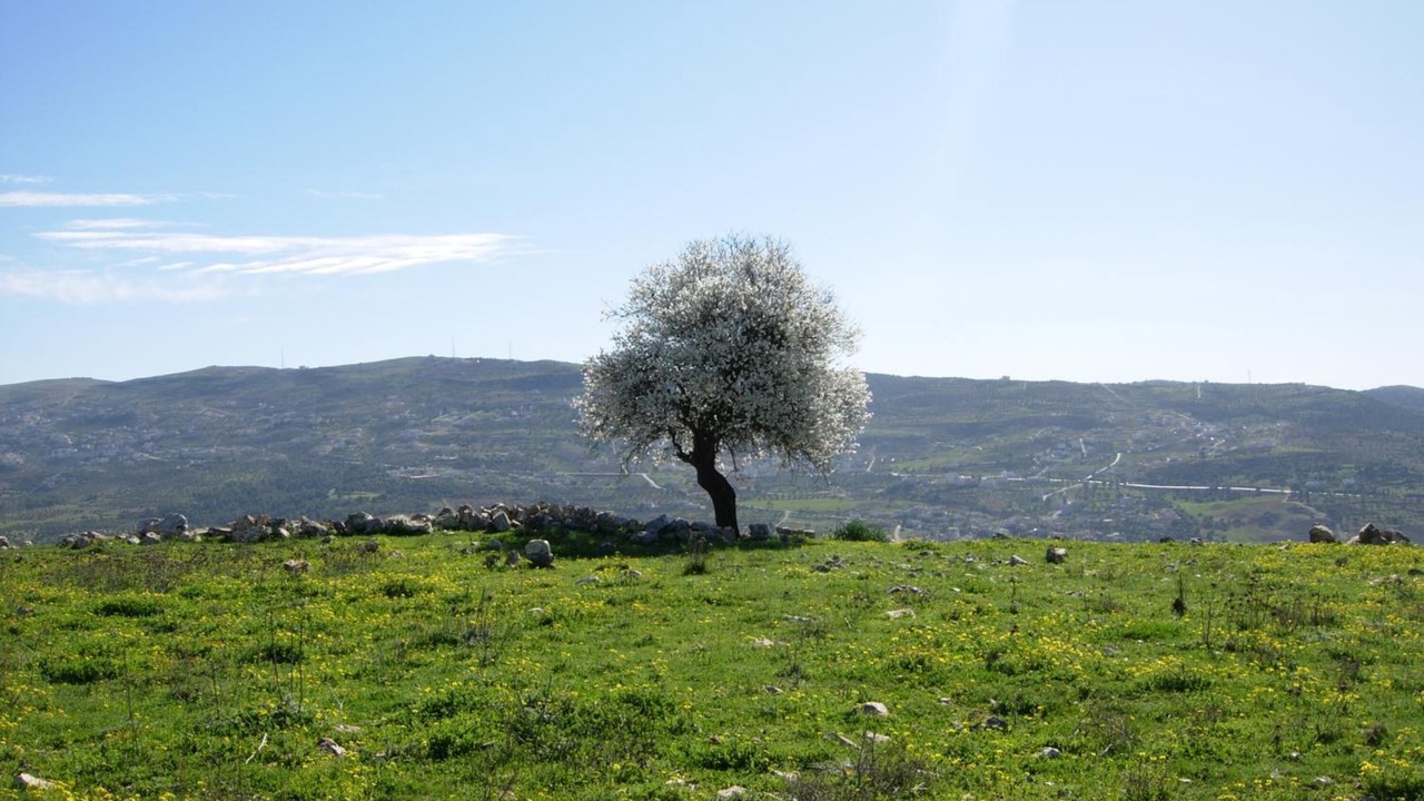 Photo of Outdoor in Ajloun