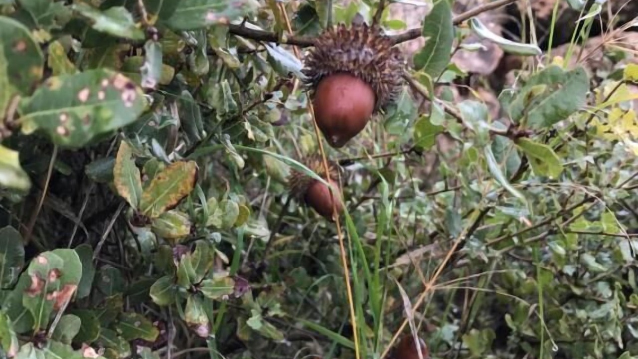 Photo of Outdoor in Ajloun