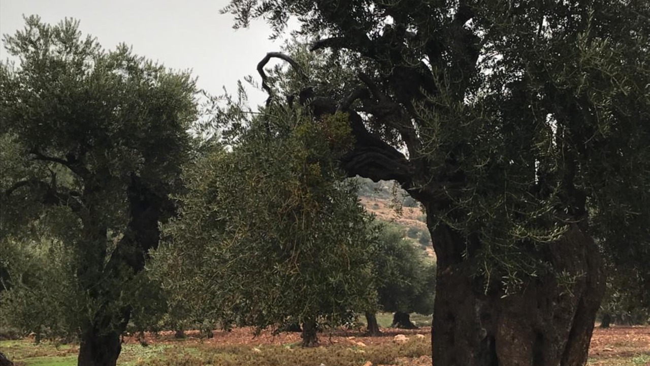 Photo of Outdoor in Ajloun