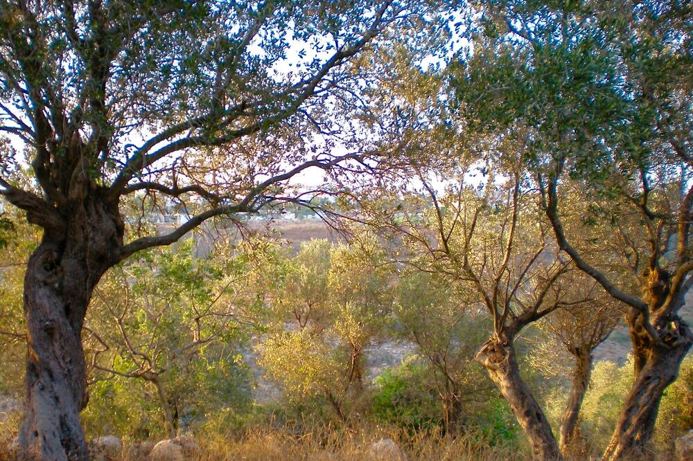 Photo of Others in Zikhron Ya'aqov