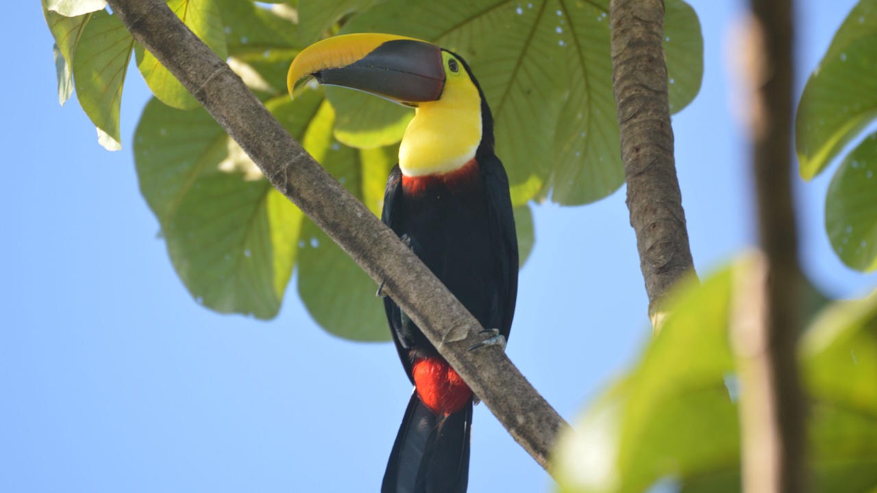 Photo of Others in Cabo Matapalo