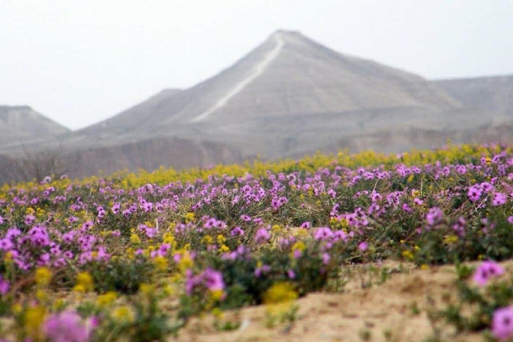 Photo of Outdoor in Midreshet Ben-Gurion