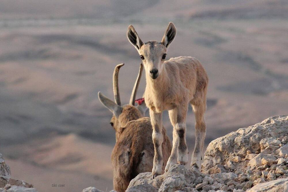 Photo of Outdoor in Midreshet Ben-Gurion