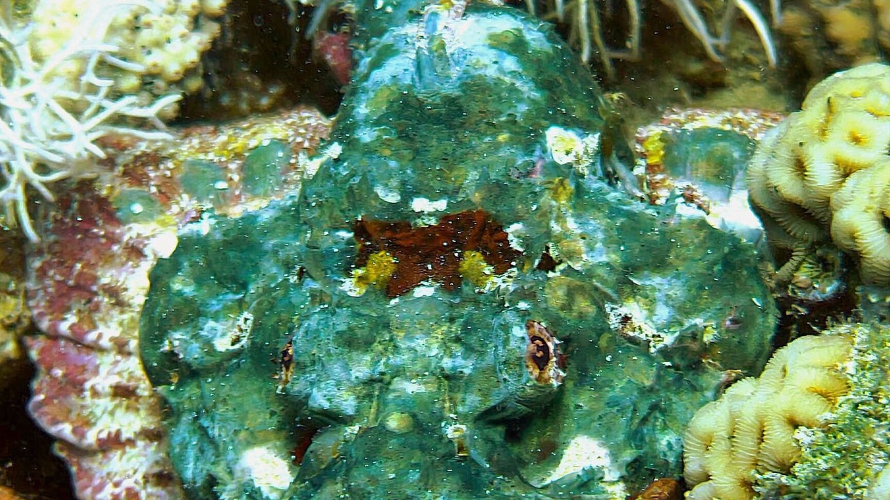 Photo of Others in Aqaba
