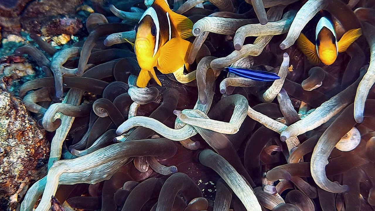 Photo of Outdoor in Aqaba