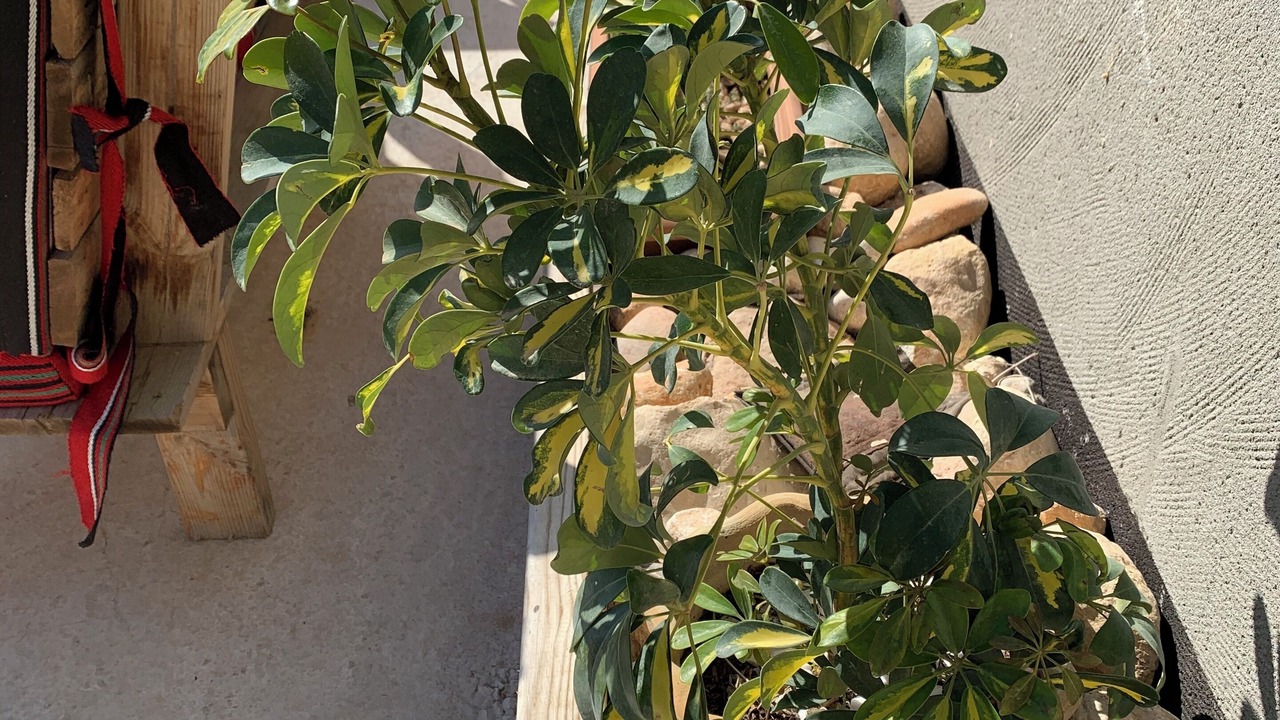 Photo of Outdoor in Mahane Zofar