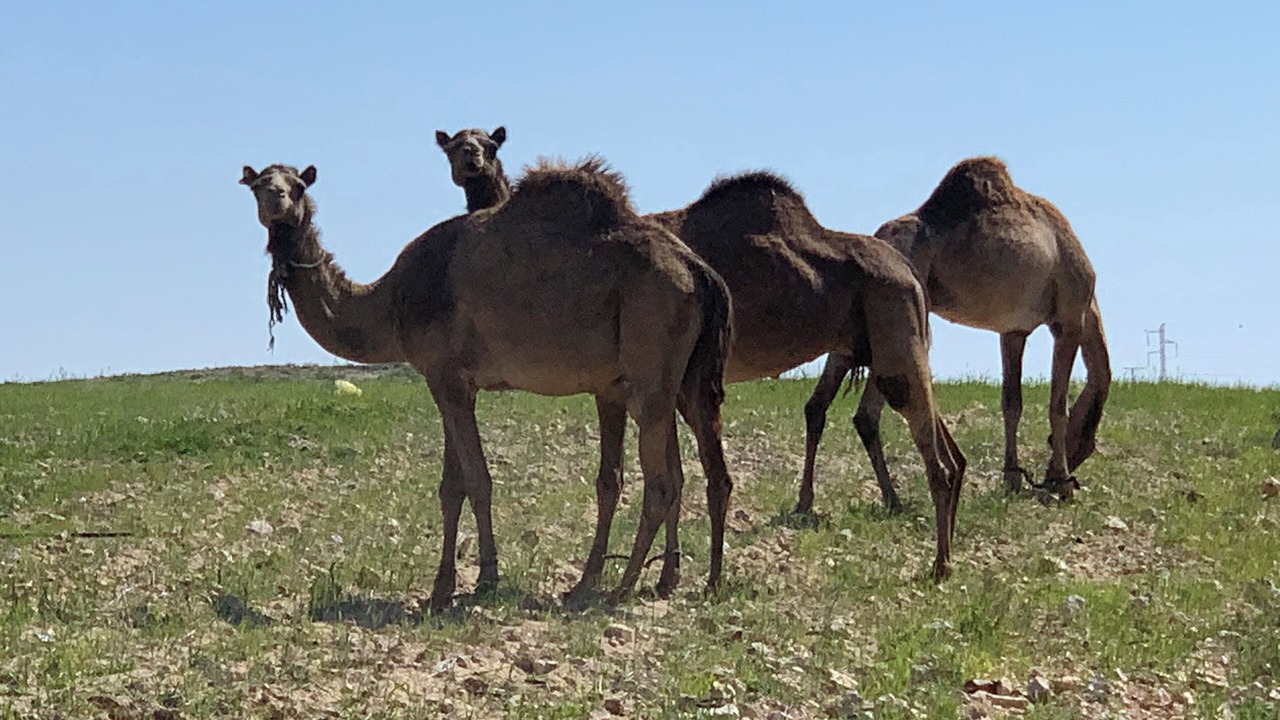 Photo of Others in Mahane Zofar