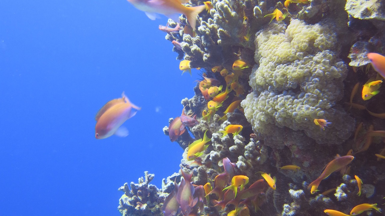 Photo of Others in Aqaba