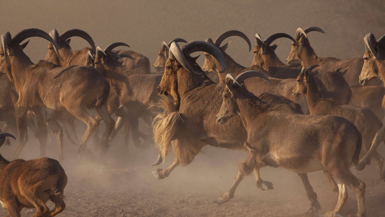 Photo of Outdoor in Sir Bani Yas Island