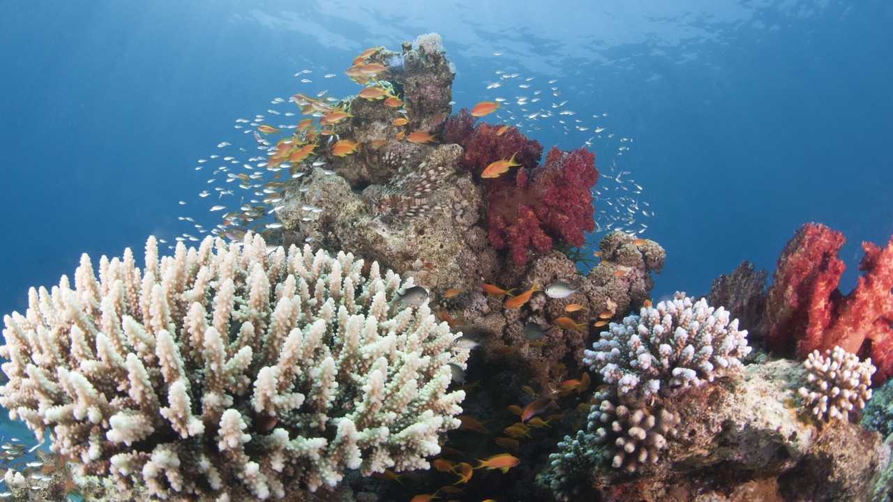 Photo of Others in Aqaba