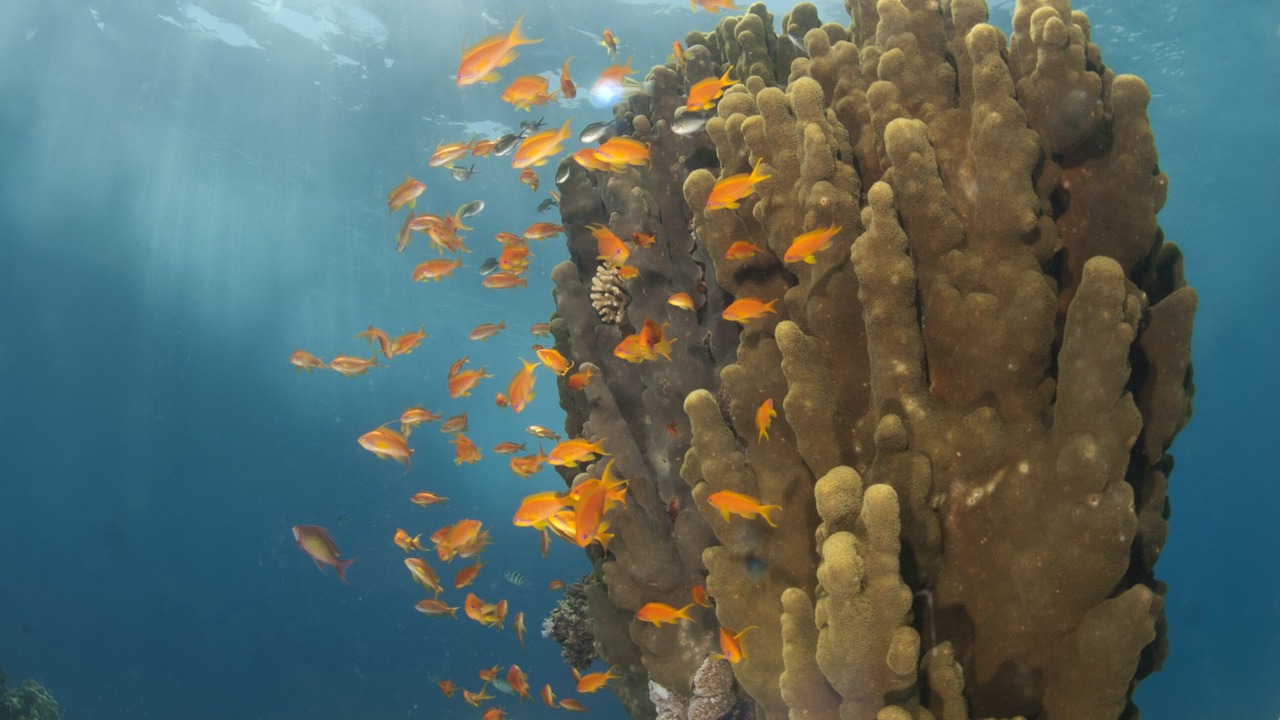 Photo of Others in Aqaba