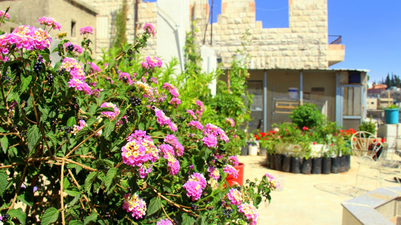 Photo of Outdoor in Jabal Al-Hussein