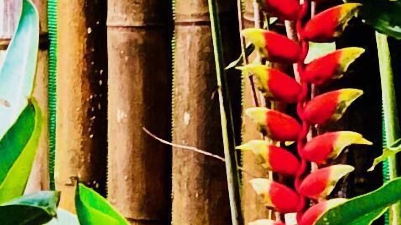 Photo of Outdoor in Uvita