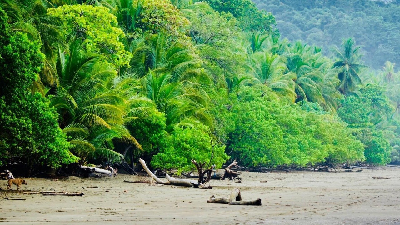 Photo of Others in Uvita
