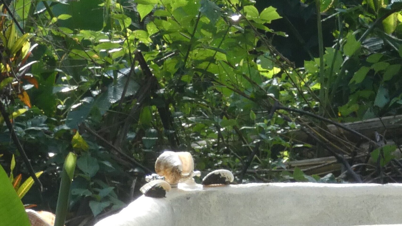 Photo of Outdoor in Puerto Jimenez