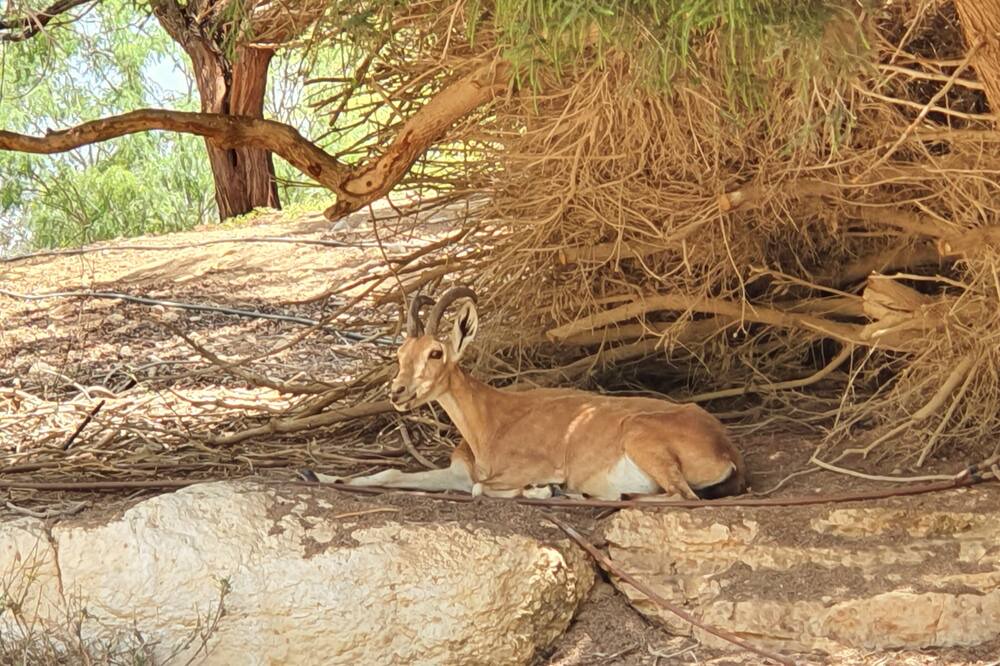 Photo of Outdoor in Midreshet Ben-Gurion