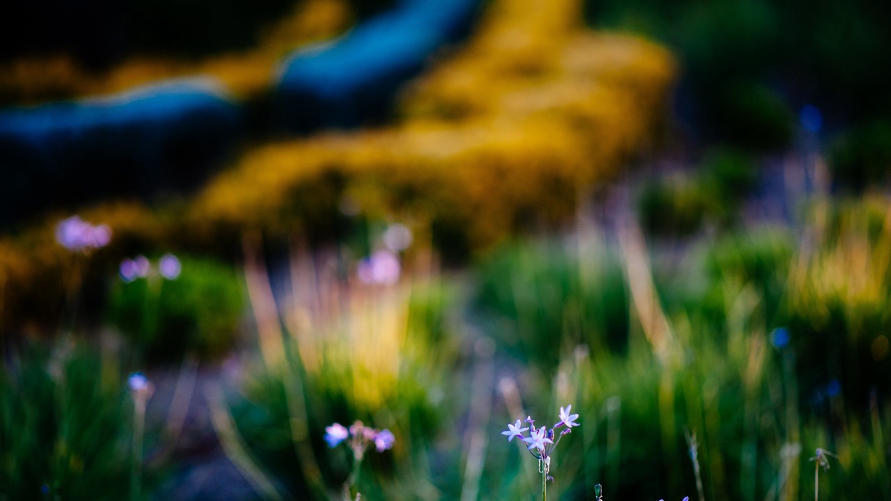 Photo of Outdoor in HaGoshrim