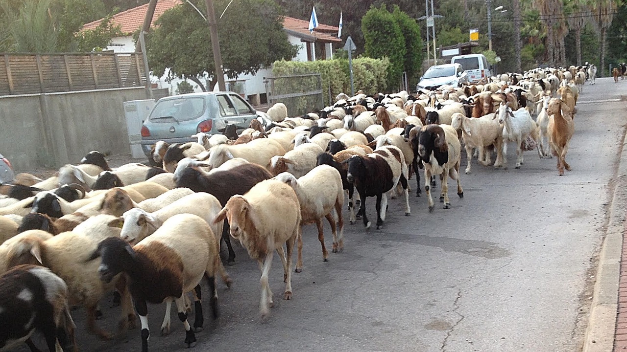 Photo of Others in Menahemia