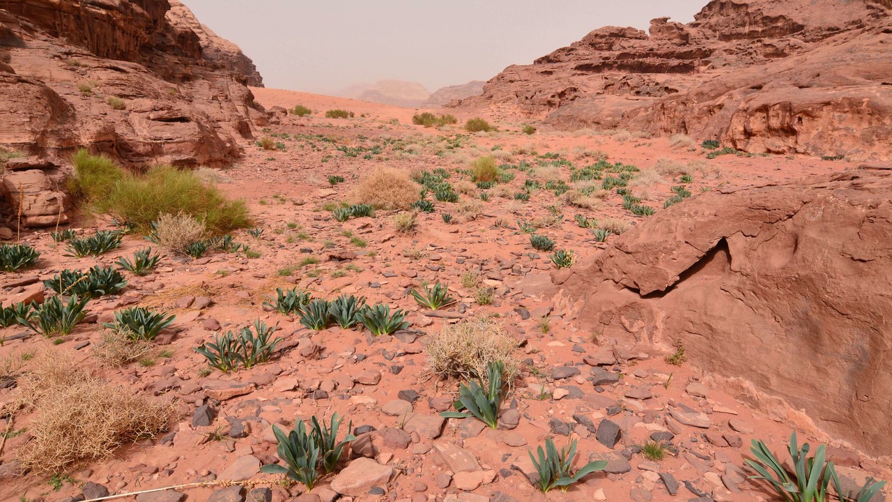 Photo of Others in Wadi Rum