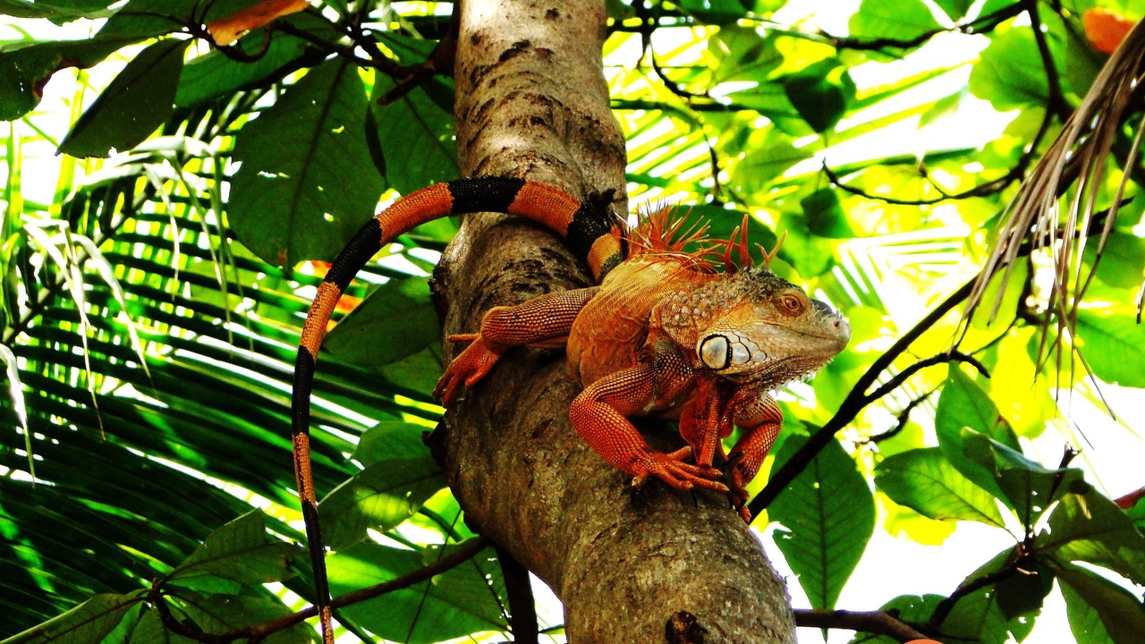 Photo of Outdoor in Coco