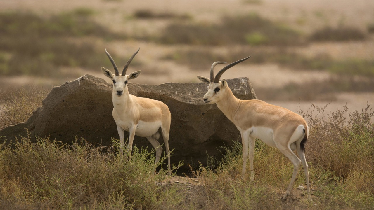 Photo of Others in Kalba