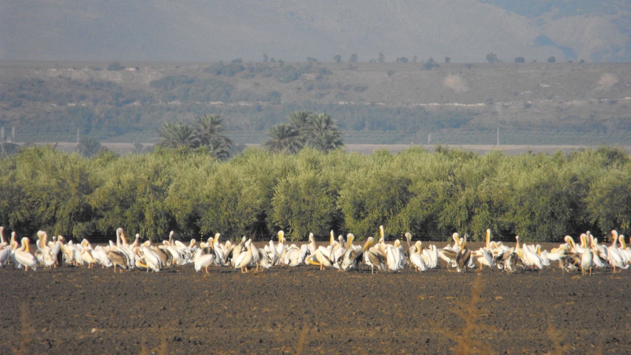 Photo of Others in Kfar Ruppin