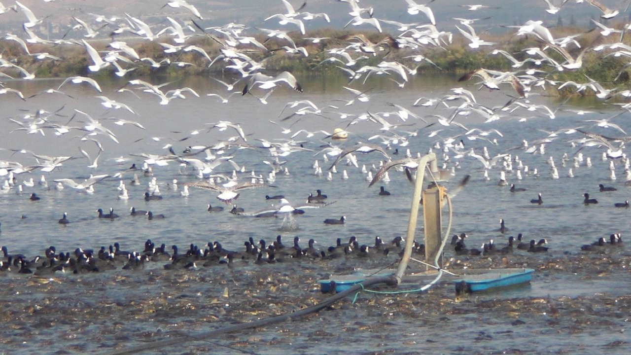 Photo of Others in Kfar Ruppin