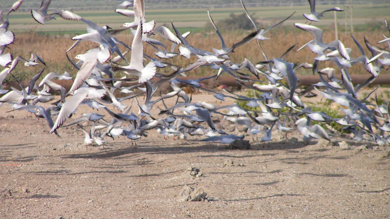 Photo of Others in Kfar Ruppin