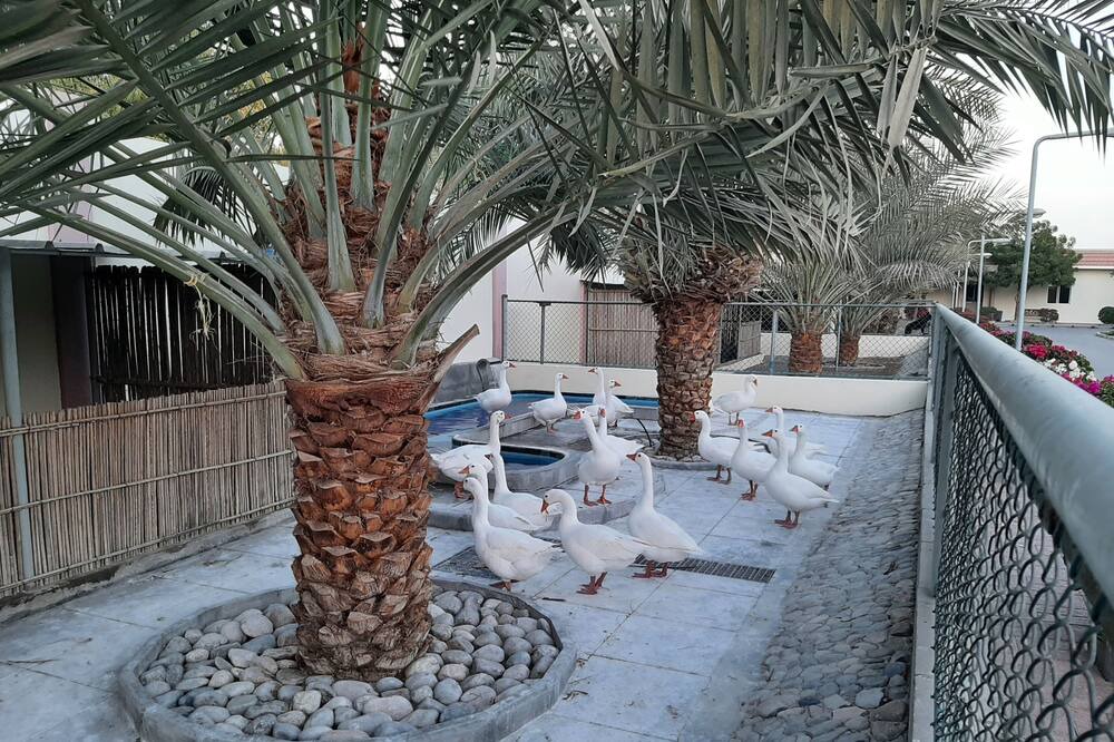 Photo of Outdoor in Seeb