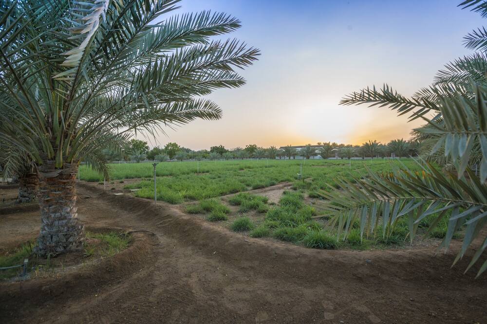 Photo of Others in Seeb