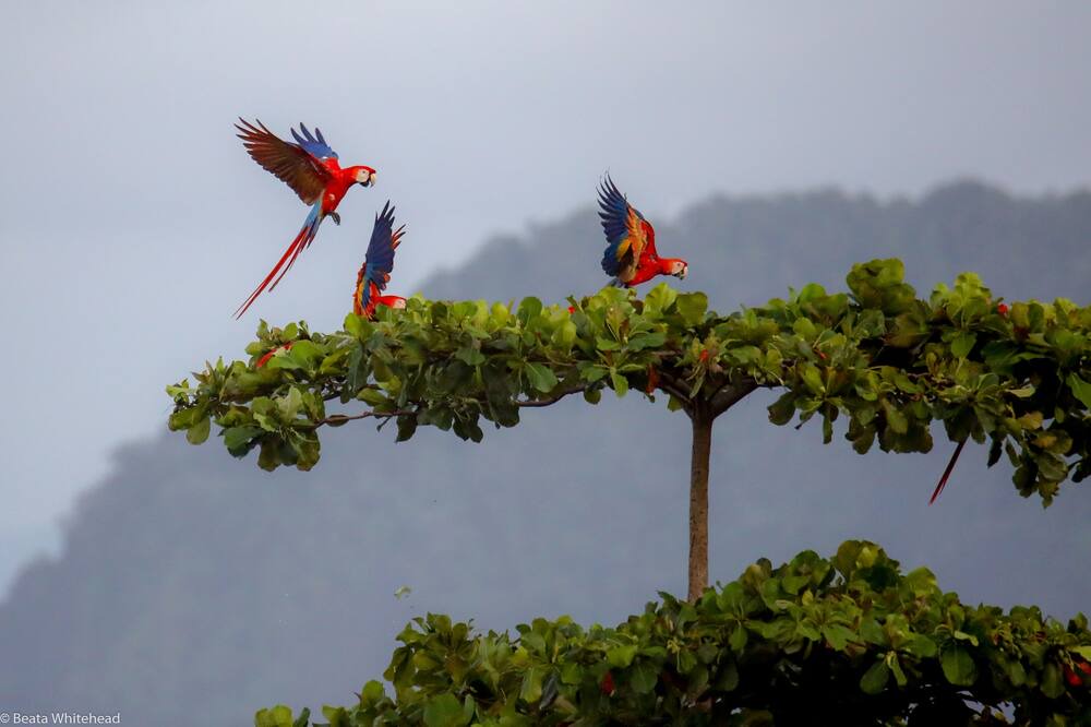 Photo of Others in Jaco