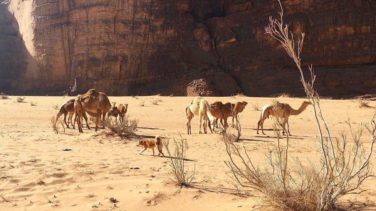 Photo of Outdoor in Wadi Rum