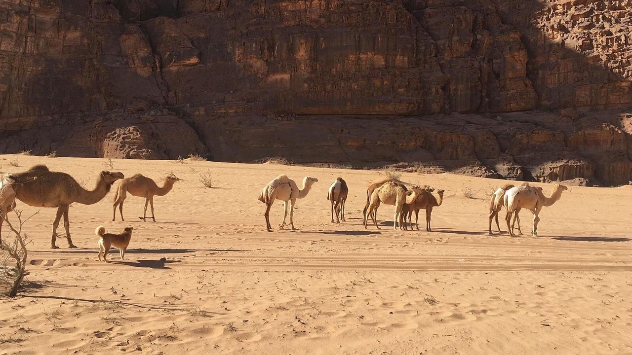 Photo of Outdoor in Wadi Rum